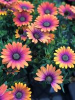 Plant orders due tomorrow!