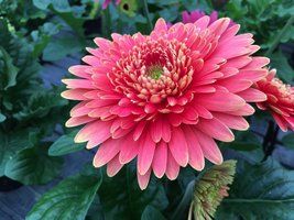Plant Sale Orders